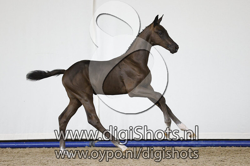 Pirelli v. Le Formidable