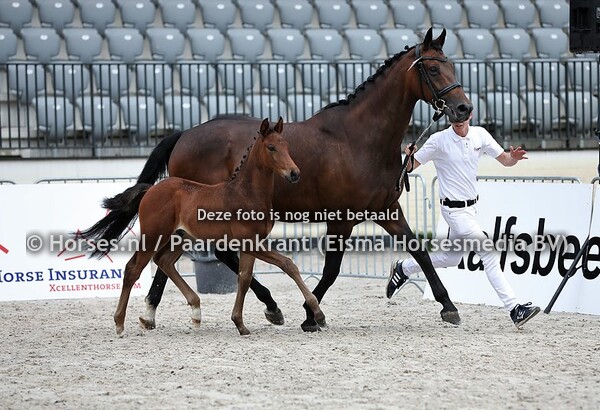 20 Oswin H (Desperado x Berenice v. Jazz)