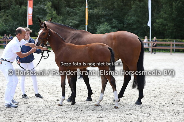 71 (Onlydine CJE (Heineken VK VDL x Cydine v, Landlord)