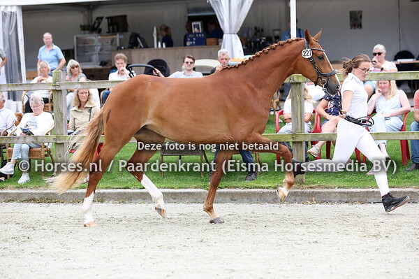 227 Senorita van de Koetsoever (mcLaren x Vitadia II v. Osmium)