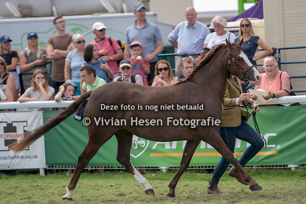 3 yo Fillies Section B