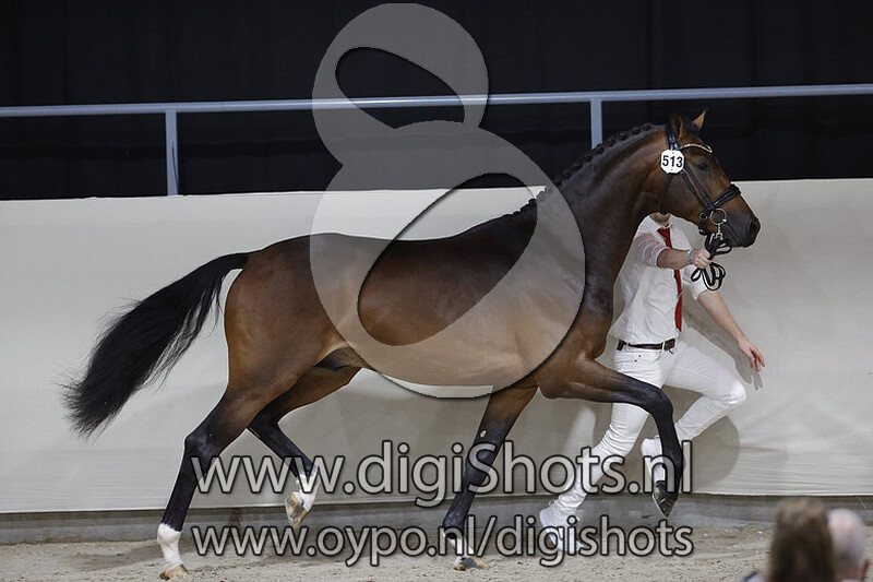 O' Connor AF v. Kingston Blue Hors