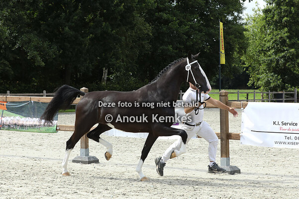 60 - Semora MJDB ( Macho x Baanbreker )