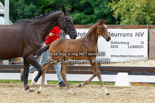18. Mannelijke springveulens - jong