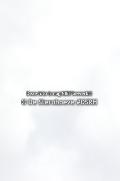 dressuurveulens vrouwelijk