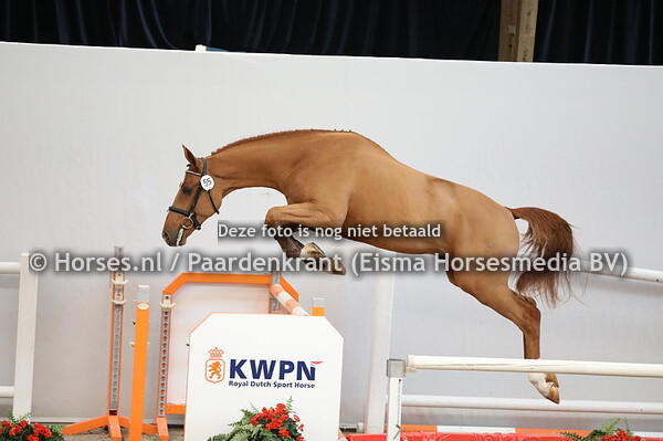 55 Copycat Z x Kashmir van Schuttershof