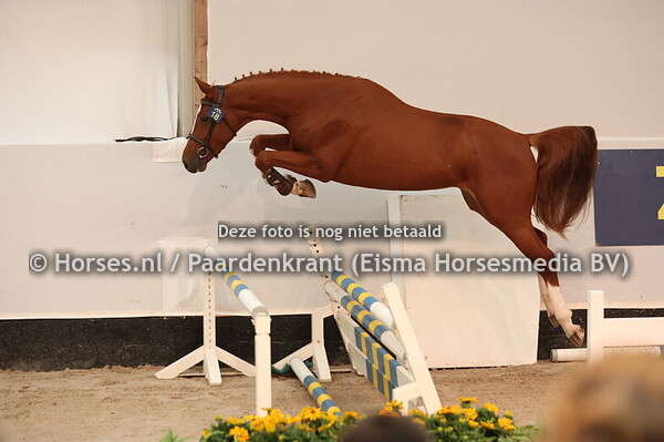 18 Watson van't Gebertgte Z (Tangelo vd Z x Ogano Sitte)