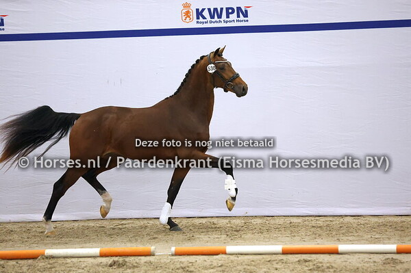 530 (Vaderland x Apache)