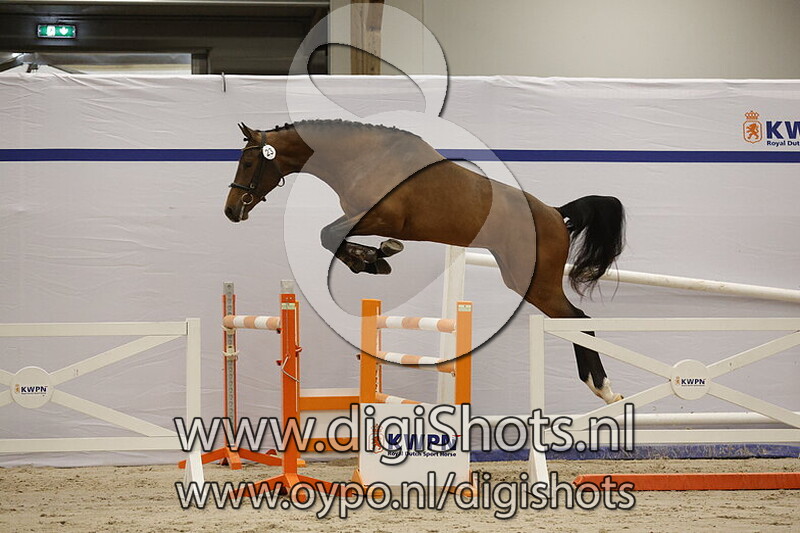 Samurai W v. Cavalier Russe