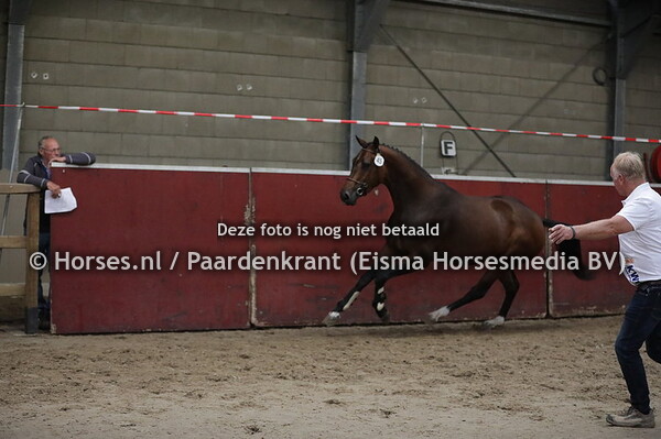 45 Latifa (Rousseau x Zofia v. Wolkentanz)