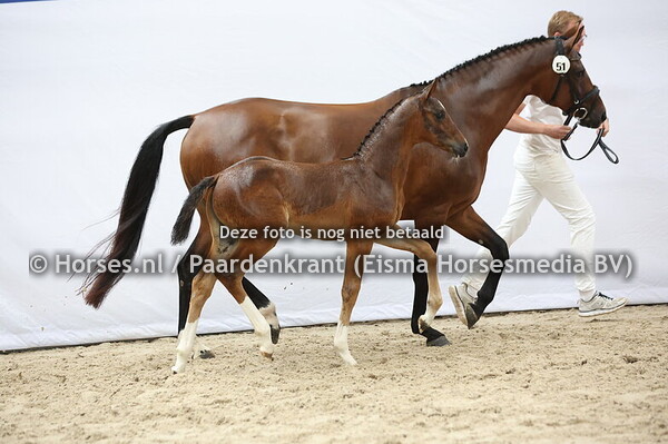 51 Vive Lamorka R (Mindset ES x Latismorka v. Durango)