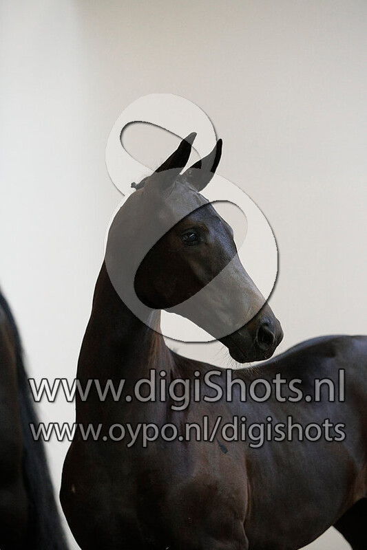 Ovarieta Texel v. Glocks Toto Jr