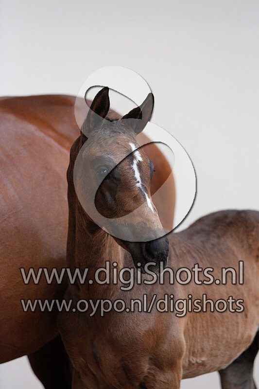 Nander RS v. Jensen VDL