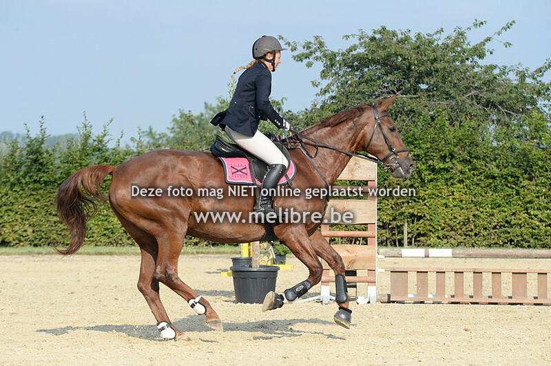 Paarden Clear Round 60