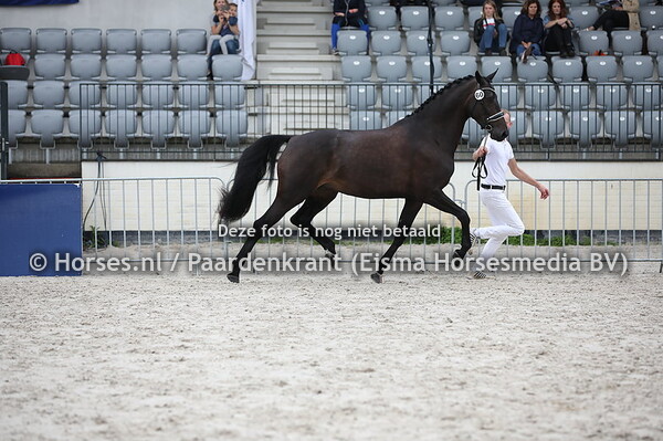 60 Kodessa (Governor x Odessa v. Jetset D