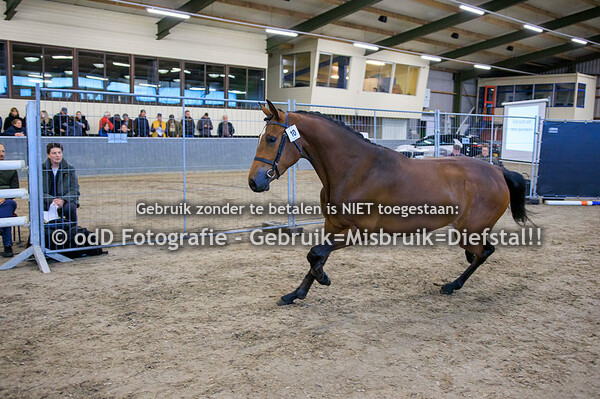 Vrijspringen Competitie Manege De Vosberg 19-04-24