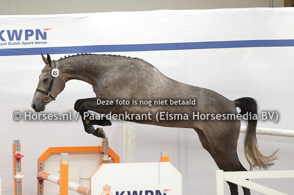 65 Pippylista (Hardrock x Lolalista v. Comme il faut)