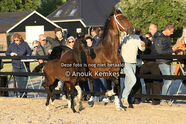 Ultida MJDB ( Magnifiek x Cizandro )