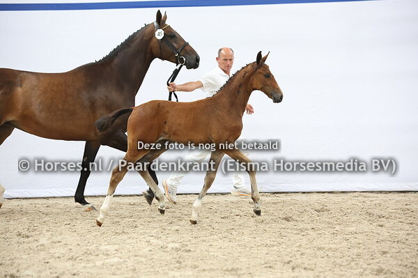 45 Vidra VDL (Arezzo x Sidra van't Merelsnest v. CO