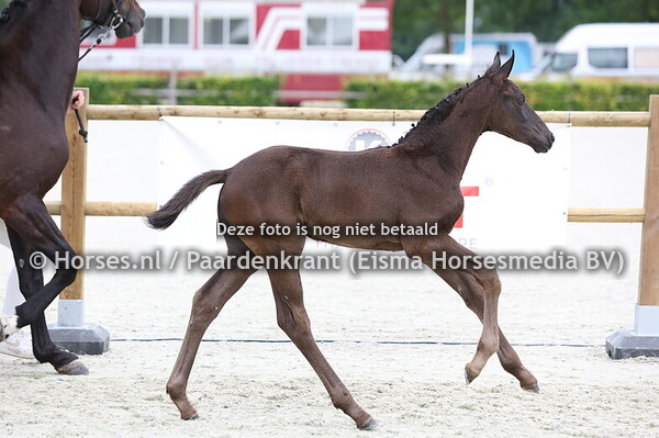 63 Victoria (Secret USB x River v. Just Wimphof)