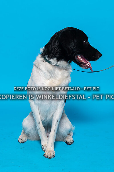 009 hond 