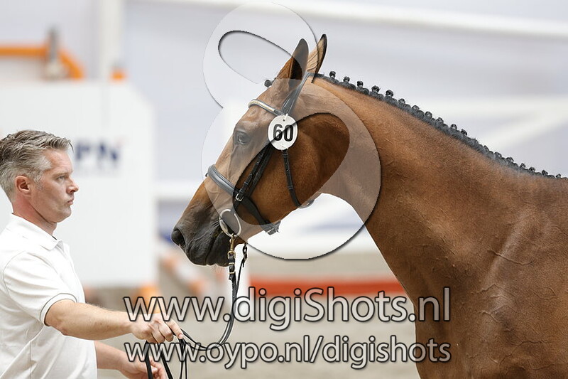 Pippilotta v. Grandorado TN