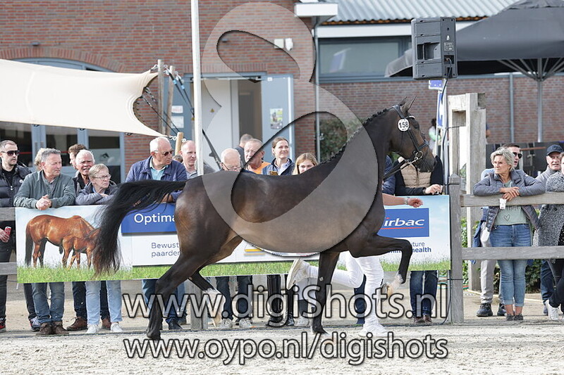 She's a Linda Taonga v. Blue Hors Zackerey