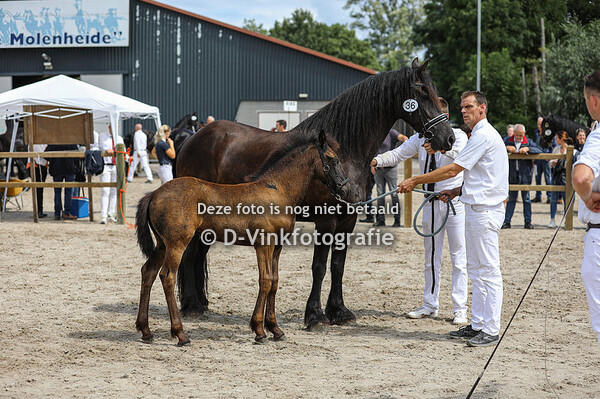 36. Wietske-Wibrich H