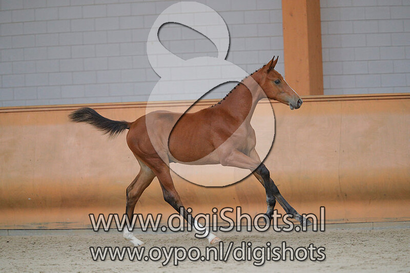 Organic v. Grandorado TN