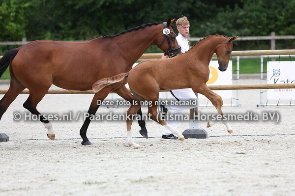 54 Vlamboyant H (Proud James x Famora v. Krack C)