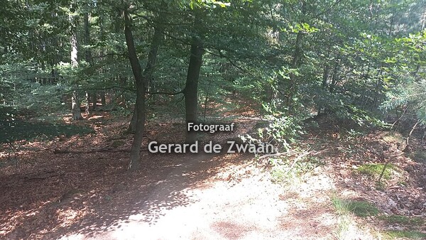 Veluwse natuur foto's