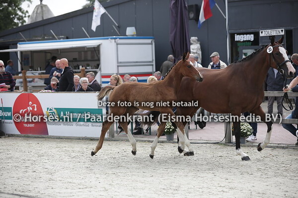 35 Profee III (Jardonnay VDL x Koralfee v. Grand Slam)