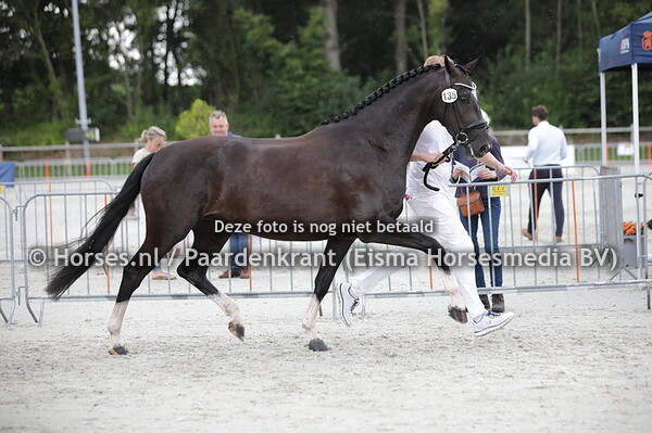 135 Oliviya (Negro x Tanya v. Jazz)