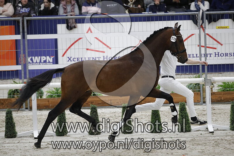 Magnificient Summer 339