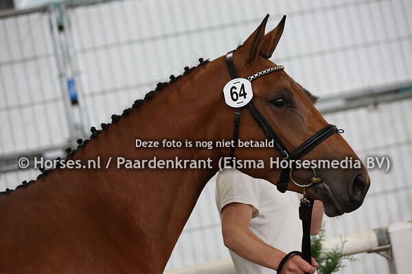 64 Sessaya VDL (Sambucci de Muze x Messaya v. Impressive)