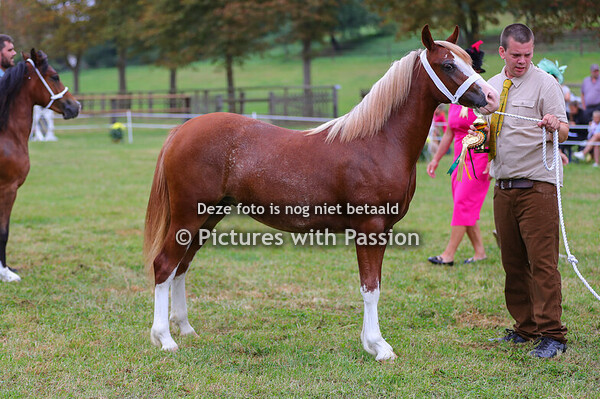 Sektion C 1-2 jährige Stuten und Hengste