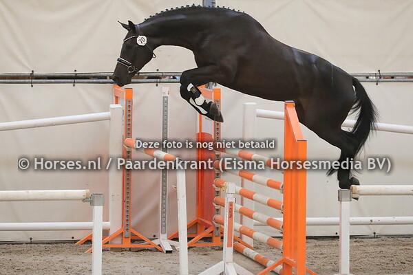 70 Lizelottie (Comme il faut x Vuklahoma v. Guidam)