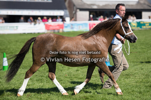 Junior Broodmare Section A