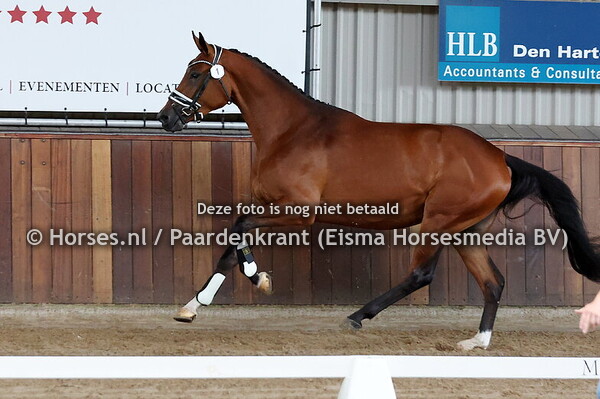 1 Siena TC (Blue Hors Monte Carlo x Florance v. Florencio)
