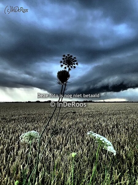 Natuurlijk! Lieveheersbeestjes en meer. 