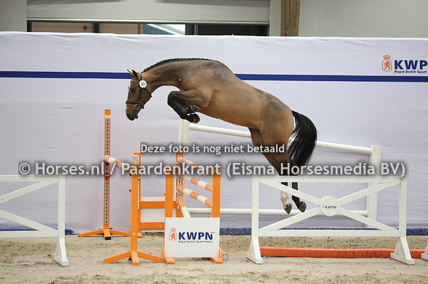 45 (Comthago  x Carrera VDL)