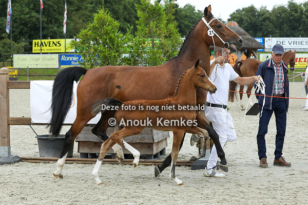 6 - Vicosita ( Oberon x Heliotroop VDM ) 