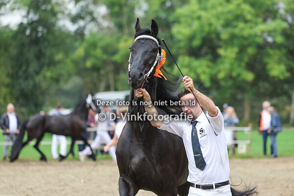 8. Premiekeuring 4 - 6 jarige stermerries