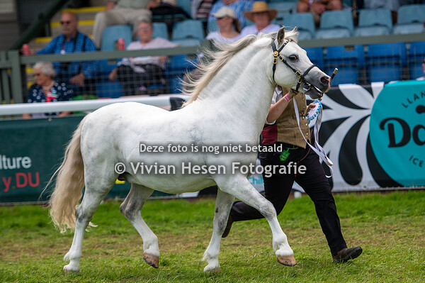 Section A Senior Stallions