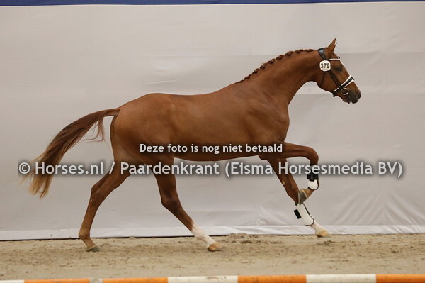 379 Rexon LXXXIII (Fynch Hatton x Kianne v. Apache)