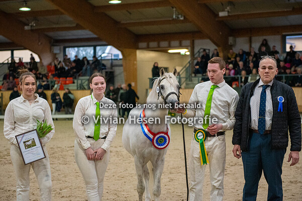 Stamboekhengsten Sectie B