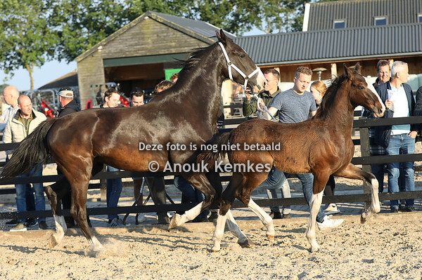 Uniek P ( Leffe Blond x Dylano )