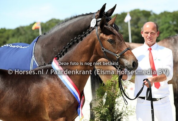 15 O'Dame VDL (Etoulon x Grand Dame VDL v. Brugal VDL) (4)