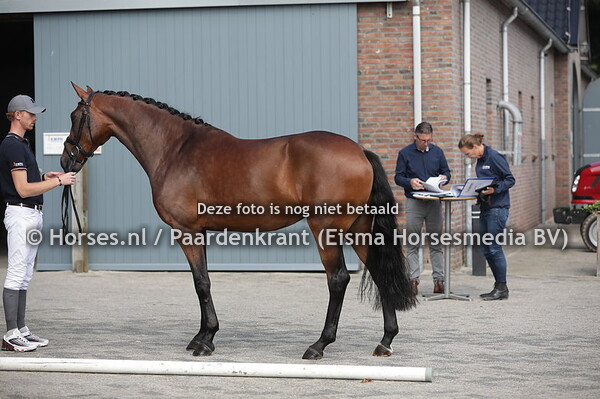 28 Moonlight Bo (Franklin x Blicka v. OO Seven)