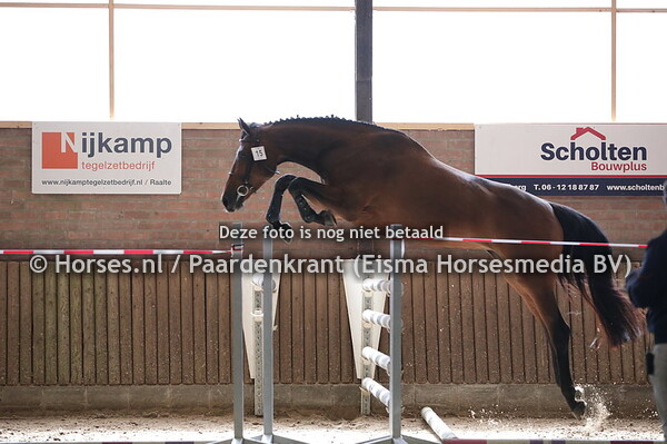 15 Lady Solier HB (Glenfiddich x Doris B v. Canturano )